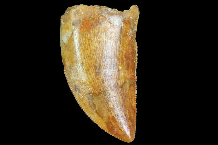 Serrated, Juvenile Carcharodontosaurus Tooth #77080